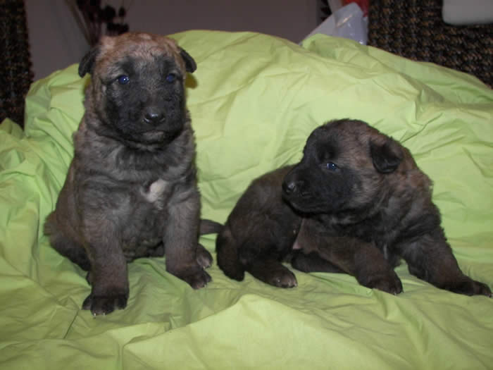 Two laekenois puppies with different coats
