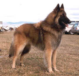 Malinois Shepherd